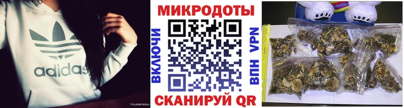 Псилоцибиновые грибы Psilocybe  Фурманов 