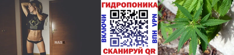 Конопля гибрид Фурманов